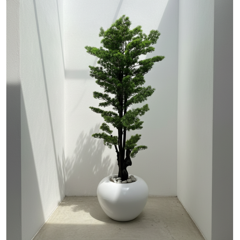 Bonsai 2.20 m